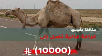 أمن الطرق: عبور الإبل دون تنسيق مخالفة تستوجب غرامة 10 آلاف ريال أمن الطرق: عبور الإبل دون تنسيق مخالفة تستوجب غرامة 10 آلاف ريال