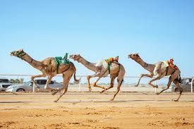 الاتحاد العربي للهجن يعلن البرنامج الزمني لبطولة كأس العرب الثانية 2025 في الأردن الاتحاد العربي للهجن يعلن البرنامج الزمني لبطولة كأس العرب الثانية 2025 في الأردن