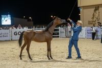 اختتام فعاليات بطولة الإنتاج المحلي لجمال الخيل العربية الأصيلة 2025