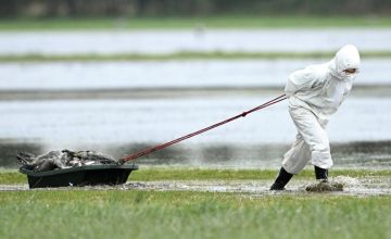 ألمانيا: ارتفاع عدد الولايات المتضررة من تفشي إنفلونزا الطيور إلى 10 ألمانيا: ارتفاع عدد الولايات المتضررة من تفشي إنفلونزا الطيور إلى 10