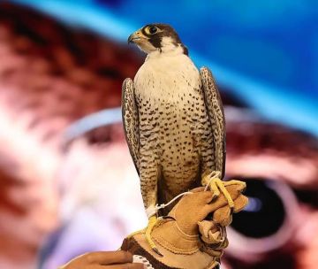 موسم الصقور في جازان.. إرث متجدد يحفظ الهوية ويعزز الاقتصاد