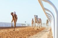 الهجن السعودية تواصل تألقها في كأس الاتحاد السعودي