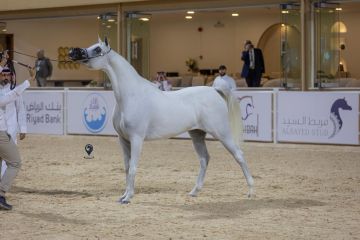 اختتام فعاليات بطولة الإنتاج المحلي لجمال الخيل العربية الأصيلة اختتام فعاليات بطولة الإنتاج المحلي لجمال الخيل العربية الأصيلة