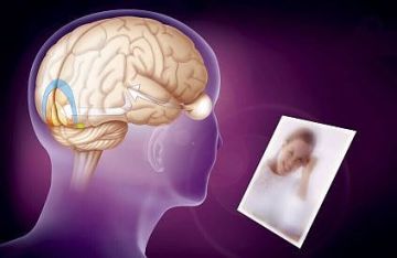 اللاصق العصبي.. دراسة أمريكية تكشف سر استمرار الذكريات رغم تجدد الخلايا العصبية اللاصق العصبي.. دراسة أمريكية تكشف سر استمرار الذكريات رغم تجدد الخلايا العصبية