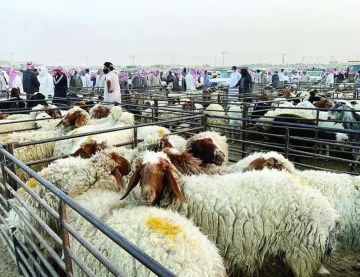 بعد قرار تثبيت الإيجارات.. ملاك حظائر العزيزية يواجهون رفعا مفاجئا بنسبة 100 ويطالبون بالتدخل