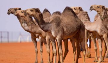 ابتكار شريحة تعيد القدرة على القراءة للمكفوفين
