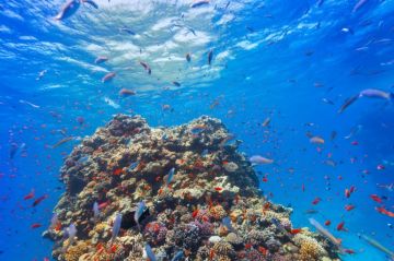 الحياة الفطرية وكاوست تطلقان أول برنامج وطني لحماية البحار من الأنواع الغازية الحياة الفطرية وكاوست تطلقان أول برنامج وطني لحماية البحار من الأنواع الغازية