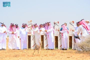 أمير جازان يطلق ظباء الأدمي بمحمية جزر فرسان