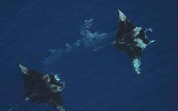 بالتعاون مع كاوست.. تنمية الحياة الفطرية.. حماية البحار السعودية من الكائنات الدخيلة 