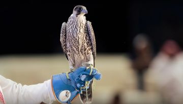 بيع صقرين بـ (270) ألف ريال في الليلة الـ 16 لمزاد نادي الصقور السعودي 2025 بيع صقرين بـ (270) ألف ريال في الليلة الـ 16 لمزاد نادي الصقور السعودي 2025