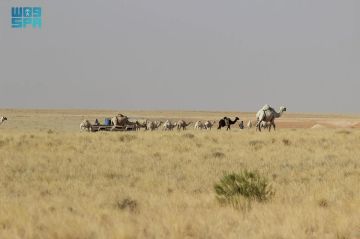 شاهد .. بدء دخول أفواج الإبل والماشية لمناطق الرعي بمحمية الإمام تركي بن عبدالله الملكية