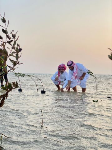 بيئة الليث تزرع 2000 شتلة مانجروف على شاطئ الليث الجنوبي ضمن جهود تنمية الغطاء النباتي وحماية السواحل