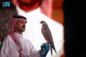 صقار يطرح أول شاهين في حياته ويبيعه بـ(193) ألف ريال صقار يطرح أول شاهين في حياته ويبيعه بـ(193) ألف ريال