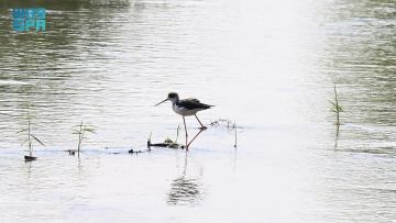 شاهد ..26 نوعا من الطيور تجسد تنوع مقومات وأشكال الحياة الفطرية بالمدينة المنورة