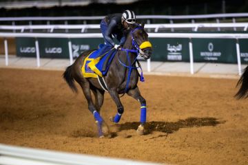 كؤوس الأمير سعود بن سلمان تستقطب نخبة خيل السنتين في ميدان الملك عبدالعزيز