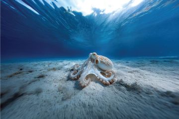 اليوم العالمي للأخطبوط.. البحر الأحمر يعكس ثراء التنوع البحري في المملكة اليوم العالمي للأخطبوط.. البحر الأحمر يعكس ثراء التنوع البحري في المملكة