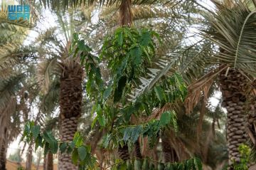 مشاهد من مزارع نجران.. تناغم فريد بين زراعة النخيل والبن في بيئة استثنائية