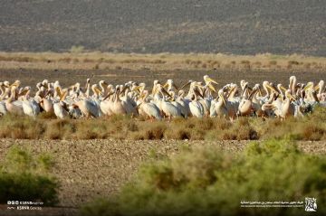 أكثر من 300 بجعة بيضاء تحط في محمية الملك سلمان ضمن هجرة الخريف 2025