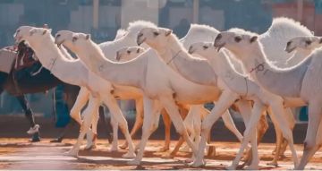 نادي الإبل يعتمد نسبة احتياط 10٪ لجميع المشاركين في مهرجان الملك عبدالعزيز للإبل نادي الإبل يعتمد نسبة احتياط 10٪ لجميع المشاركين في مهرجان الملك عبدالعزيز للإبل