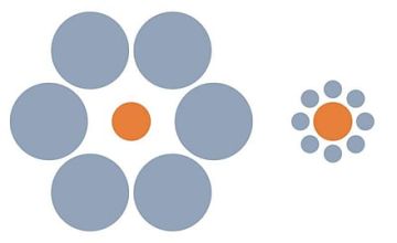 هل تتعرض الحيوانات لخداع البصر؟.. تجربة الحمامة والسمكة تكشف الحقيقة