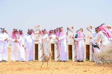 أمير جازان يطلق ظباء الأدمي في محمية جزر فرسان