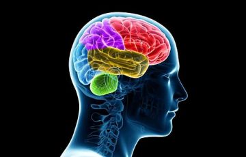 الدماغ يتوقع العدوى قبل وصولها وينبه المناعة.. كشف علمي يفتح أبواب طب المستقبل