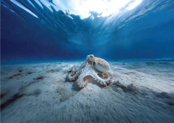 اليوم العالمي للأخطبوط.. البحر الأحمر يعكس ثراء التنوع البحري في المملكة