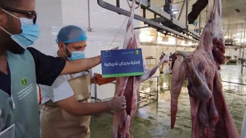 بيئة جدة تكثف جولاتها الرقابية على مسلخ جدة الرئيسي بيئة جدة تكثف جولاتها الرقابية على مسلخ جدة الرئيسي
