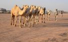 أكثر من 5 ملايين ريال تسجلها القيمة السوقية بمزاد حائل للإبل - sa