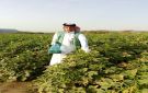 البيئة بالجموم تنفذ جولة ميدانية لرصد بقايا المبيدات في المنتجات الزراعية - sa