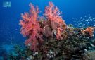 البحر الأحمر.. مشاهد من رابع أكبر نظام للشعاب المرجانية في العالم - sa