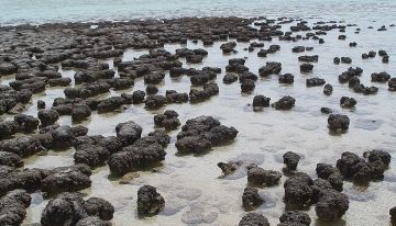 دراسة: الحياة على الأرض ظهرت قبل 3.3 مليار سنة