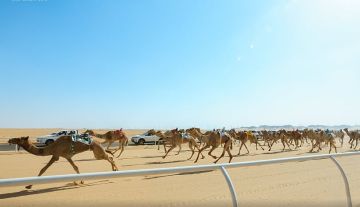 ميدان الهجن بنجران يعلن نتائج المرحلة الأولى من سباق الميادين ميدان الهجن بنجران يعلن نتائج المرحلة الأولى من سباق الميادين