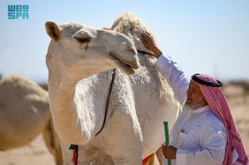 الشديد.. رحلة تقود الإبل إلى مواطن الربيع