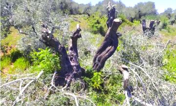 الاحتلال يعتدي على قاطفي الزيتون في نحالين