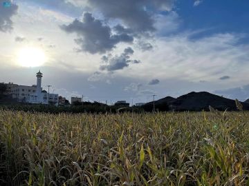 حصاد الذرة في عسير.. مورد زراعي يدعم الأمن الغذائي والتنمية الريفية