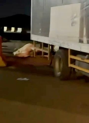 بيئة عفيف: الناقة نفقت داخل المسلخ.. ومخالفات على المنشأة