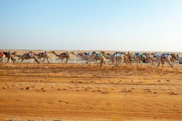 بجوائز تتجاوز 10 ملايين الجنادرية تستضيف كأس وزارة الرياضة للهجن غدا