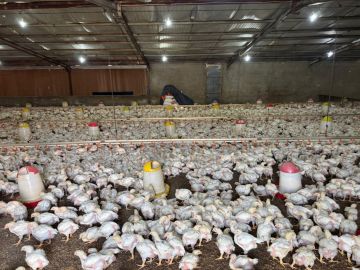 ضبط مشروعين لتربية الدواجن غير نظاميين في خليص ضبط مشروعين لتربية الدواجن غير نظاميين في خليص