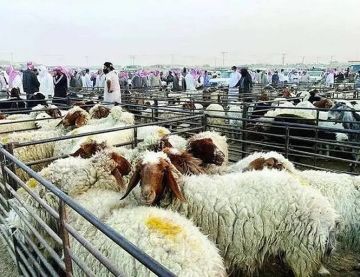 تفاعلا مع تقرير سبق.. تثبيت إيجارات حظائر سوق المواشي بالرياض بعد رفعها المفاجئ بنسبة 100 