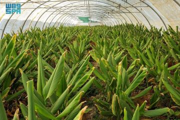 نجاح زراعة الكركم في تبوك يعزز التنوع الزراعي في المنطقة نجاح زراعة الكركم في تبوك يعزز التنوع الزراعي في المنطقة