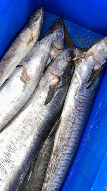 ضبط 403 كيلوغرامات من الأسماك الفاسدة بجازان