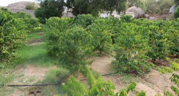 البن السعودي من أرض الورد ينمو، وإنتاجه يزداد