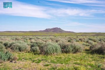 أشجار محمية الملك سلمان.. حصون خضراء تدعم التنوع الفطري