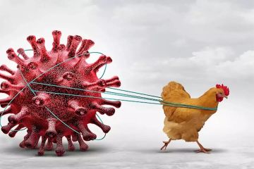 إتش 5 إن 5.. أول وفاة بسلالة نادرة من إنفلونزا الطيور بأمريكا