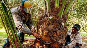 الاختيار من خلال المنصة الإلكترونية.. اعتماد دليل ضوابط منح تأييد العمالة الزراعية الاختيار من خلال المنصة الإلكترونية.. اعتماد دليل ضوابط منح تأييد العمالة الزراعية