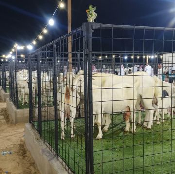 بيئة العاصمة المقدسة تنظم النسخة الرابعة من ملتقى الماعز البيشي الأبرص بمشاركة واسعة من المربين