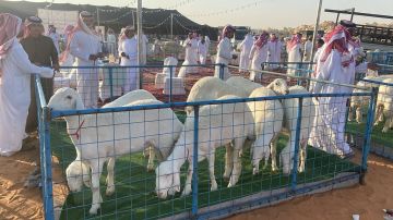 نجاح ملتقى الرياض الثاني لنوادر الأغنام الحرية في ضرما بحضور أكثر من 5 آلاف زائر