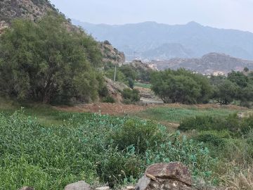 رحلة البحث عن الذهب السائل.. سبق ترصد موسم عسل السدر في قنا عسير