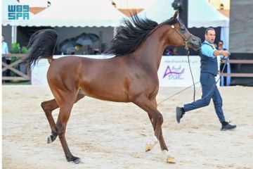 بطولة حائل الدولية لجمال الخيل العربية الأصيلة تواصل منافسات نسختها الرابعة بطولة حائل الدولية لجمال الخيل العربية الأصيلة تواصل منافسات نسختها الرابعة